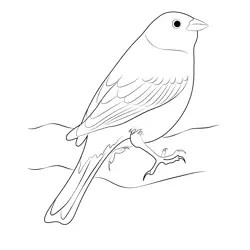 Male Yellowhammer Bird Free Coloring Page for Kids