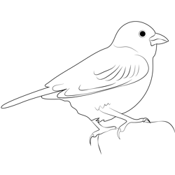 Mature Lark Bunting Free Coloring Page for Kids