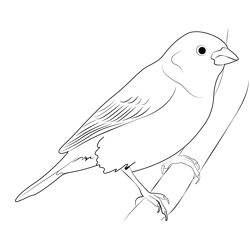 Most Beautiful Lark Bunting Bird Free Coloring Page for Kids