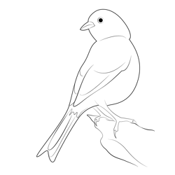 Nice Yellowhammer Bird Free Coloring Page for Kids