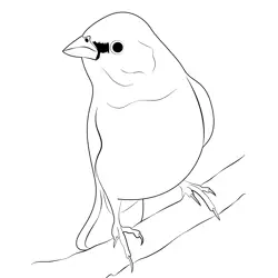 Painted Bunting Free Coloring Page for Kids
