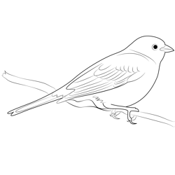Sitting On Tree Yellowhammer Free Coloring Page for Kids