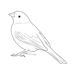 Sitting Yellowhammer Free Coloring Page for Kids