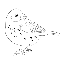 Standing Lark Bunting Free Coloring Page for Kids