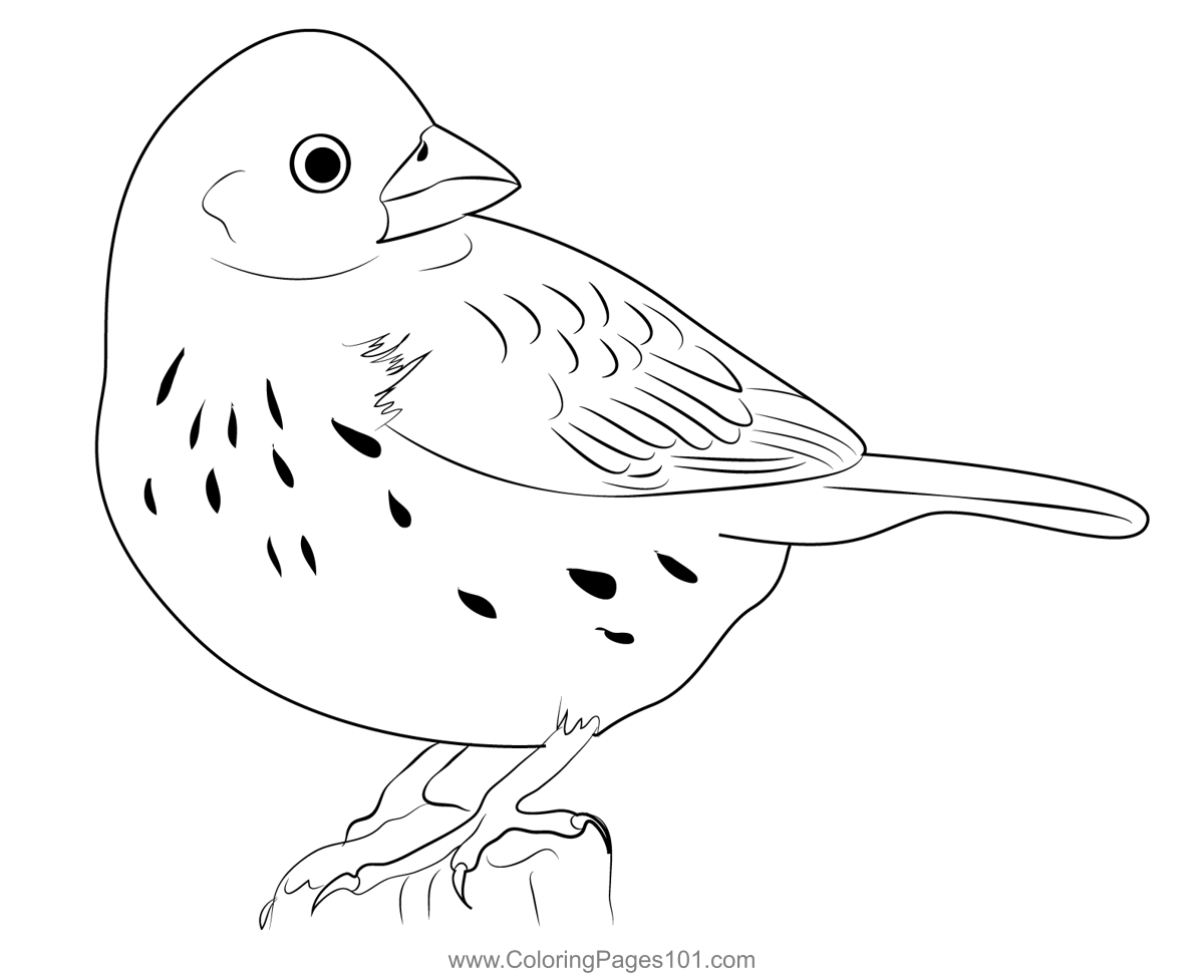 Standing Lark Bunting Coloring Page for Kids Free Buntings Printable
