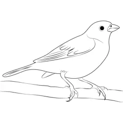 The Adult Male Lark Bunting Free Coloring Page for Kids