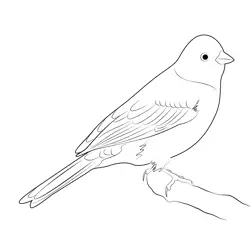 The Yellowhammer Free Coloring Page for Kids