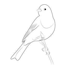 Wlid Yellowhammer Bird Free Coloring Page for Kids