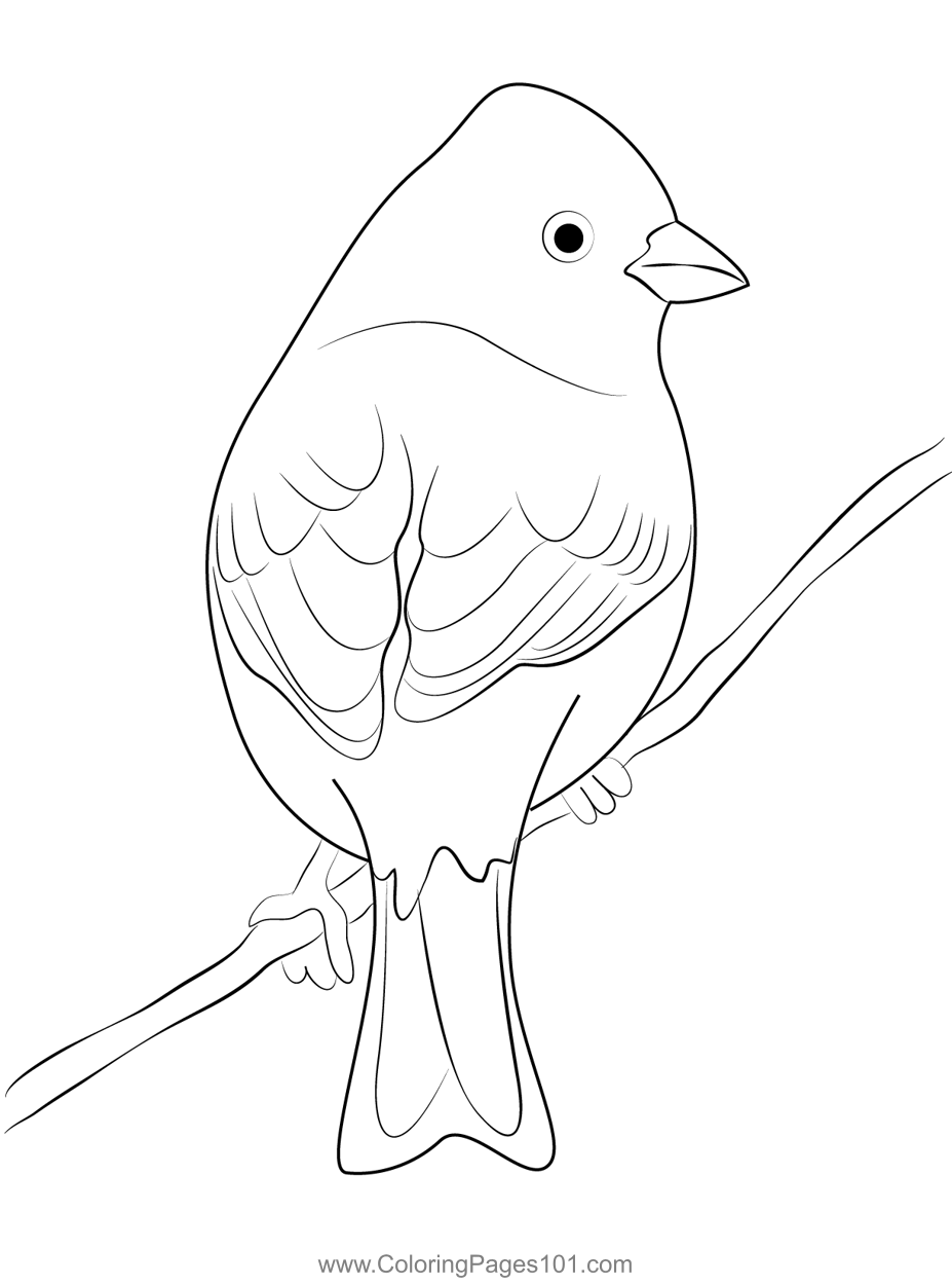 Yellow Hammer Coloring Page for Kids Free Buntings Printable Coloring