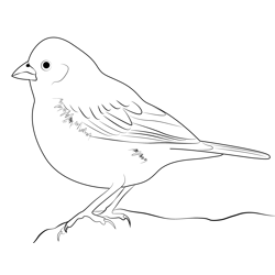 Young Lark Bunting Bird Free Coloring Page for Kids