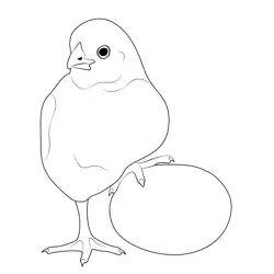 Baby Chick And An Egg Free Coloring Page for Kids