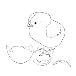 Baby Chick And Egg Free Coloring Page for Kids
