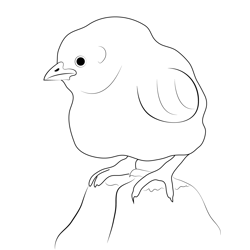 Baby Chicken Free Coloring Page for Kids