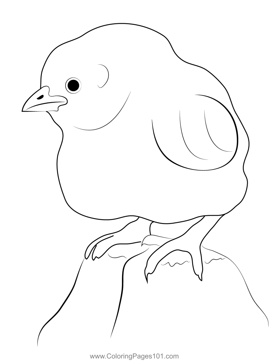 Baby Chicken Coloring Page for Kids - Free Chickens Printable Coloring