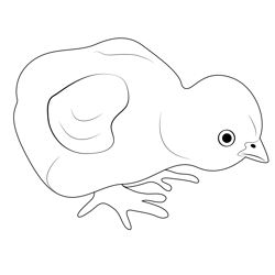 Baby Chickens Free Coloring Page for Kids