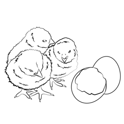 Baby Chicks And Egg Shells Free Coloring Page for Kids