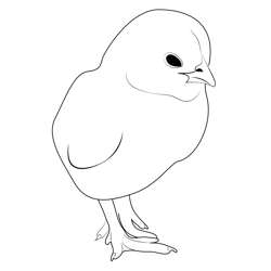 Baby Chicks Free Coloring Page for Kids