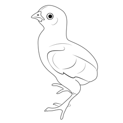 Chick 1 Free Coloring Page for Kids