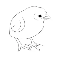 Chick Baby 1 Free Coloring Page for Kids