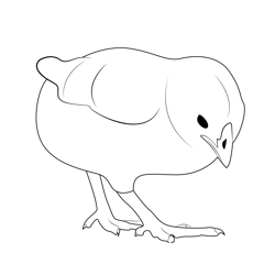Chick Baby Free Coloring Page for Kids