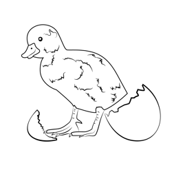 Chick Came Out A Egg Free Coloring Page for Kids