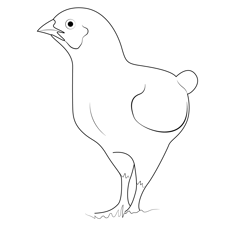 Chick Free Coloring Page for Kids