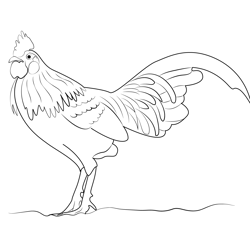 Chicken On Walking Free Coloring Page for Kids
