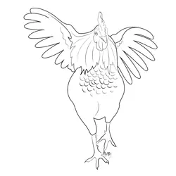 Chicken Wing Flying Free Coloring Page for Kids