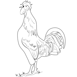 Chicken Free Coloring Page for Kids