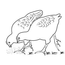 Chickens Eating Grass Free Coloring Page for Kids