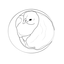 Chicks Chicken Free Coloring Page for Kids