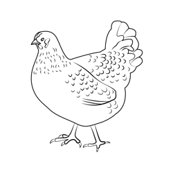 Fluffy Brown Hen Free Coloring Page for Kids