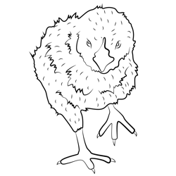 Fluffy Chick Free Coloring Page for Kids