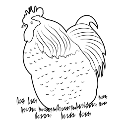 Fluffy Chicken Free Coloring Page for Kids