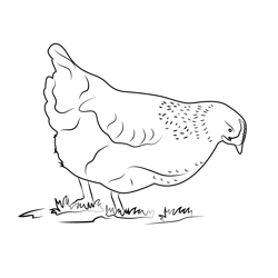 Fluffy Hen Free Coloring Page for Kids
