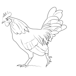 Run Chicken Free Coloring Page for Kids