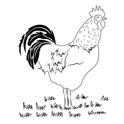 Standing Hen On Grass Free Coloring Page for Kids
