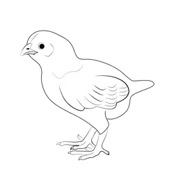 White Chick Free Coloring Page for Kids