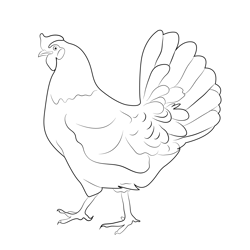 Hen Free Coloring Page for Kids