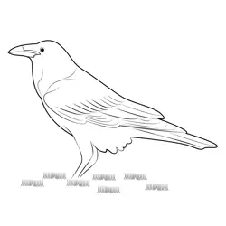 A Beautiful Black Raven Free Coloring Page for Kids