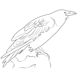 A Black Crow Raven Bird Free Coloring Page for Kids