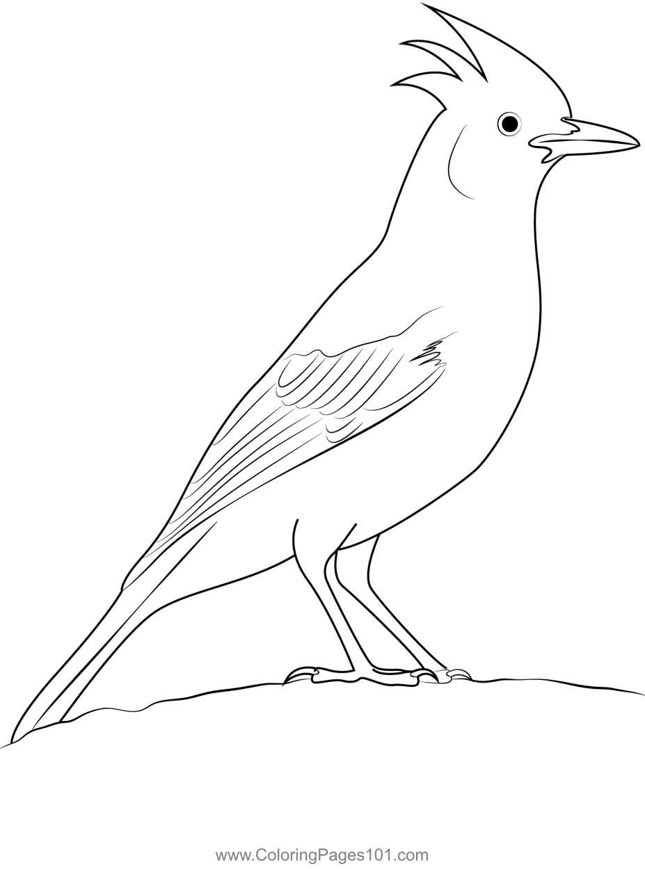 A Steller's Jay Coloring Page for Kids - Free Crows Printable Coloring ...