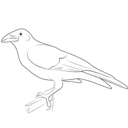 Adult Raven Free Coloring Page for Kids