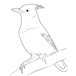 Aged Stellers Jay Free Coloring Page for Kids
