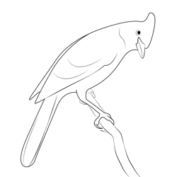 Angry Steller's Jay Free Coloring Page for Kids