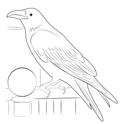 Australian Raven Free Coloring Page for Kids