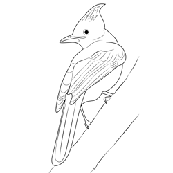 Beautiful Stellers Jay Free Coloring Page for Kids