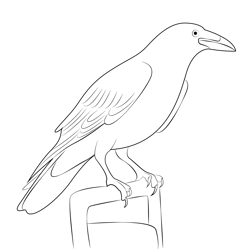 Big Black Bird Free Coloring Page for Kids