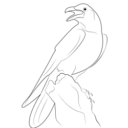 Standing Crow Free Coloring Page for Kids