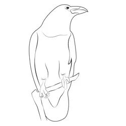 Black Raven Bird Free Coloring Page for Kids